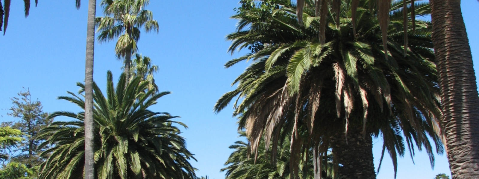 St Kilda Botanical Gardens