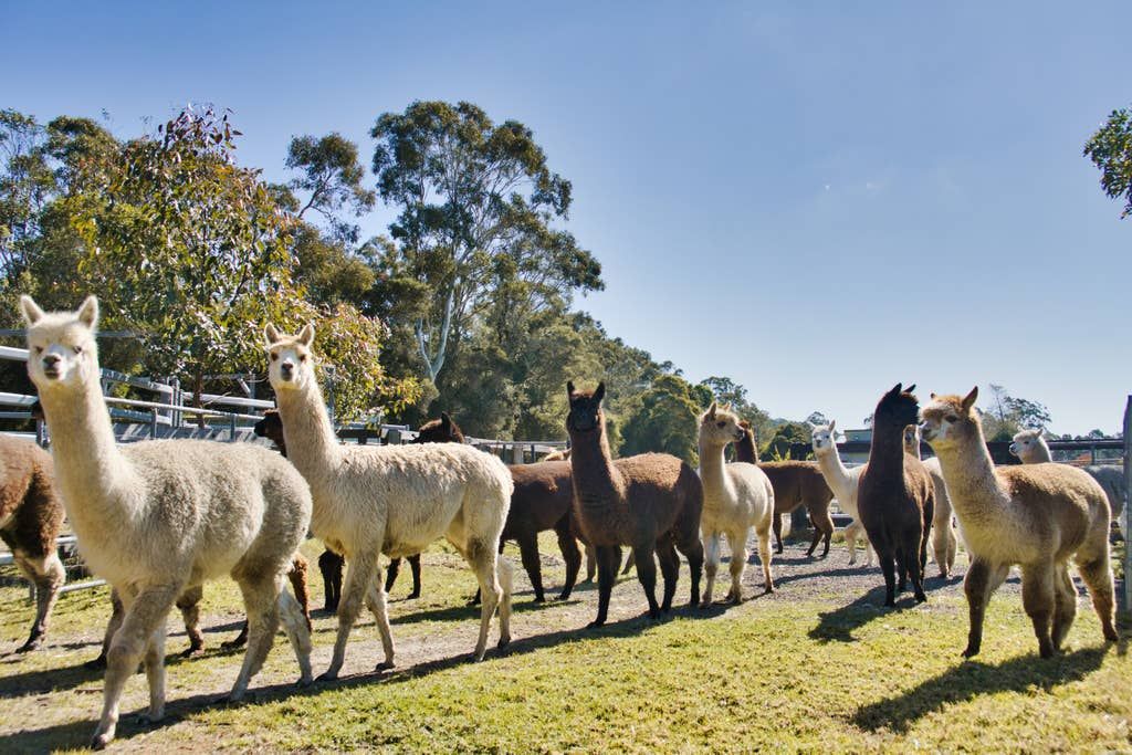 Iris Lodge Alpacas - 2