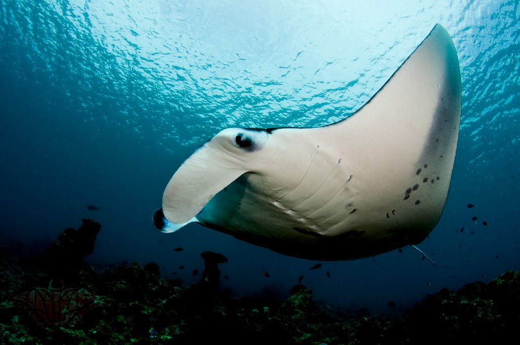Aquanaut Scuba Diving - 2