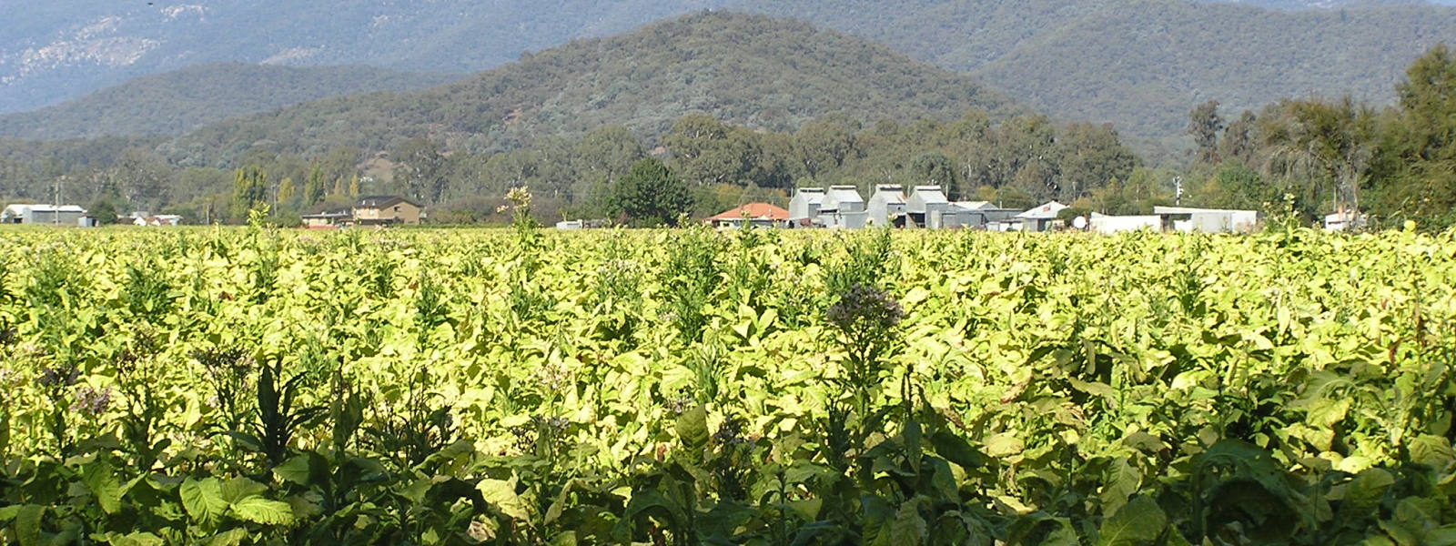 Myrtleford