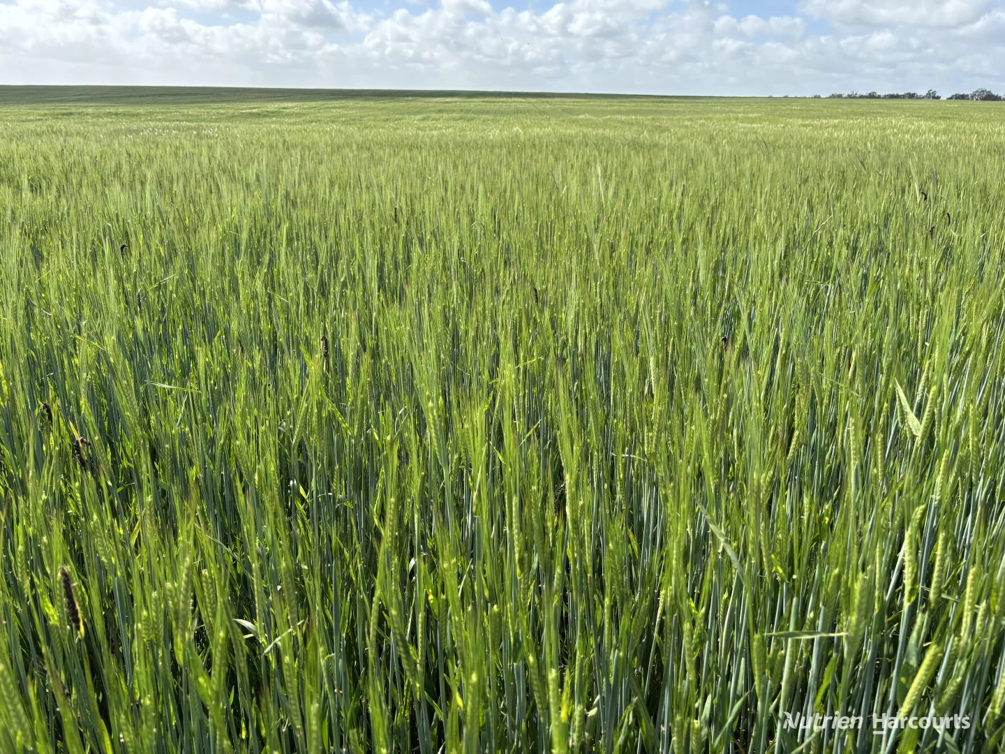 . 'Charm Hill' - Image 3