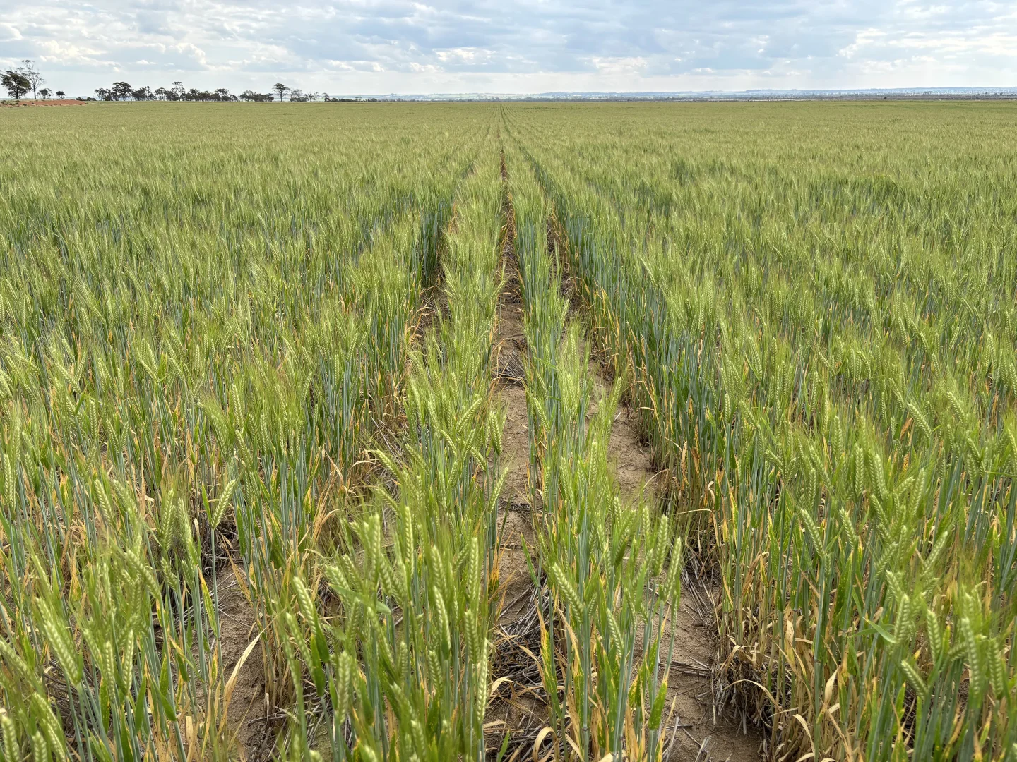 . 'Evandale' - Image 5