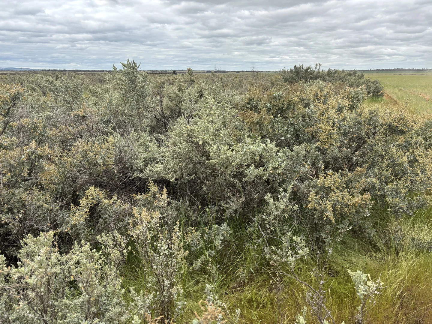 . 'Evandale' - Image 4