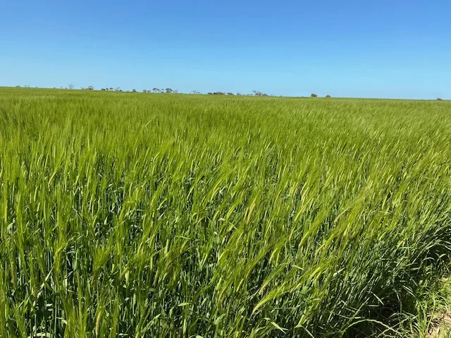 542 Adams Plain Road (1/3)