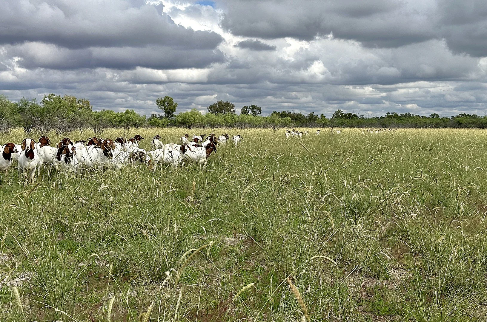 Barcaldine, QLD 4725 (1/1)