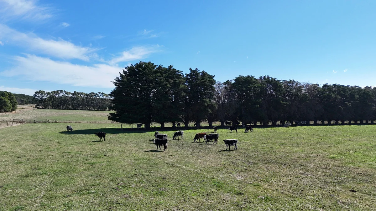 Cobden-Terang Road - Image 3