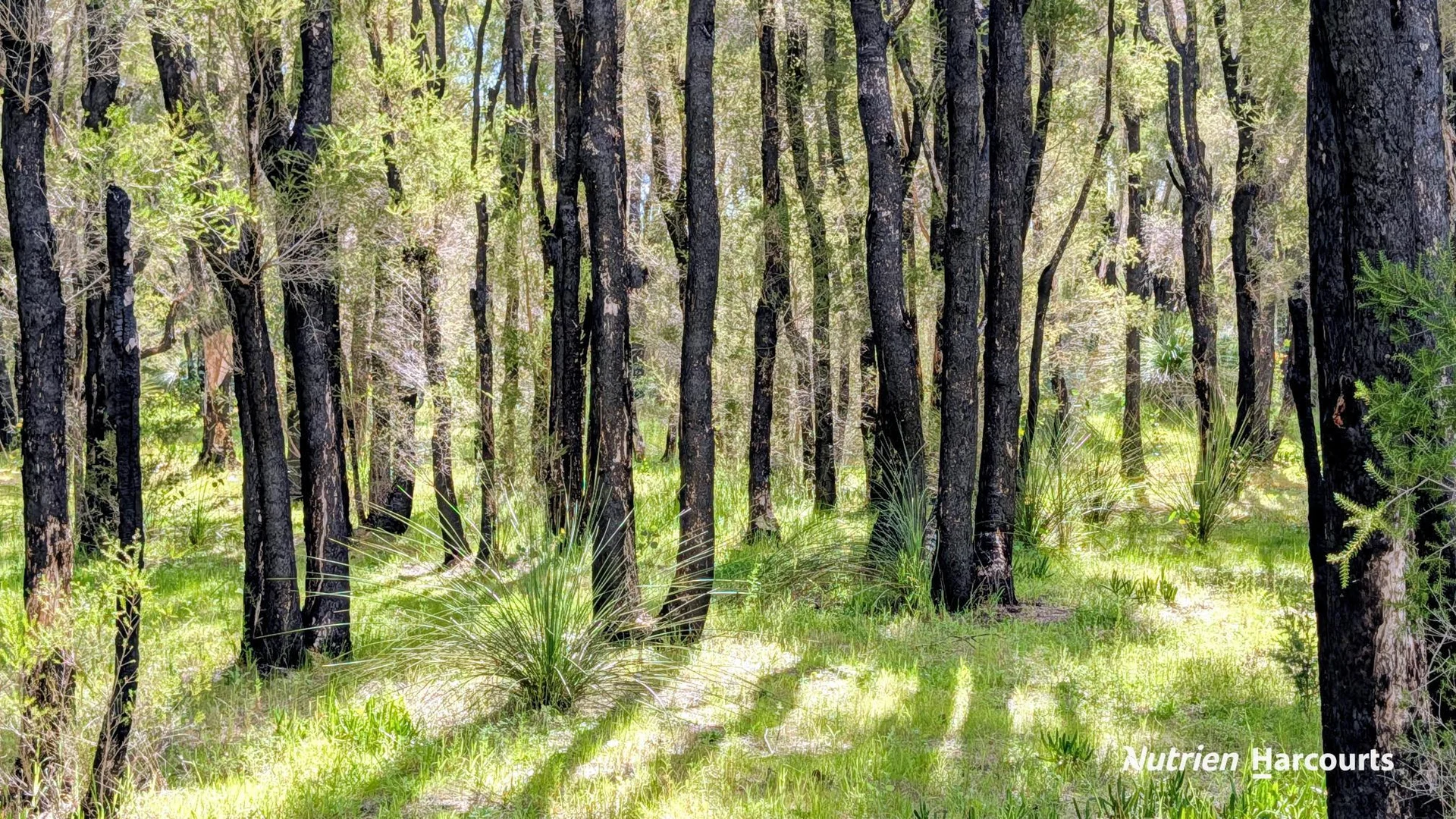 Lot 101 Chitna Road (1/3)