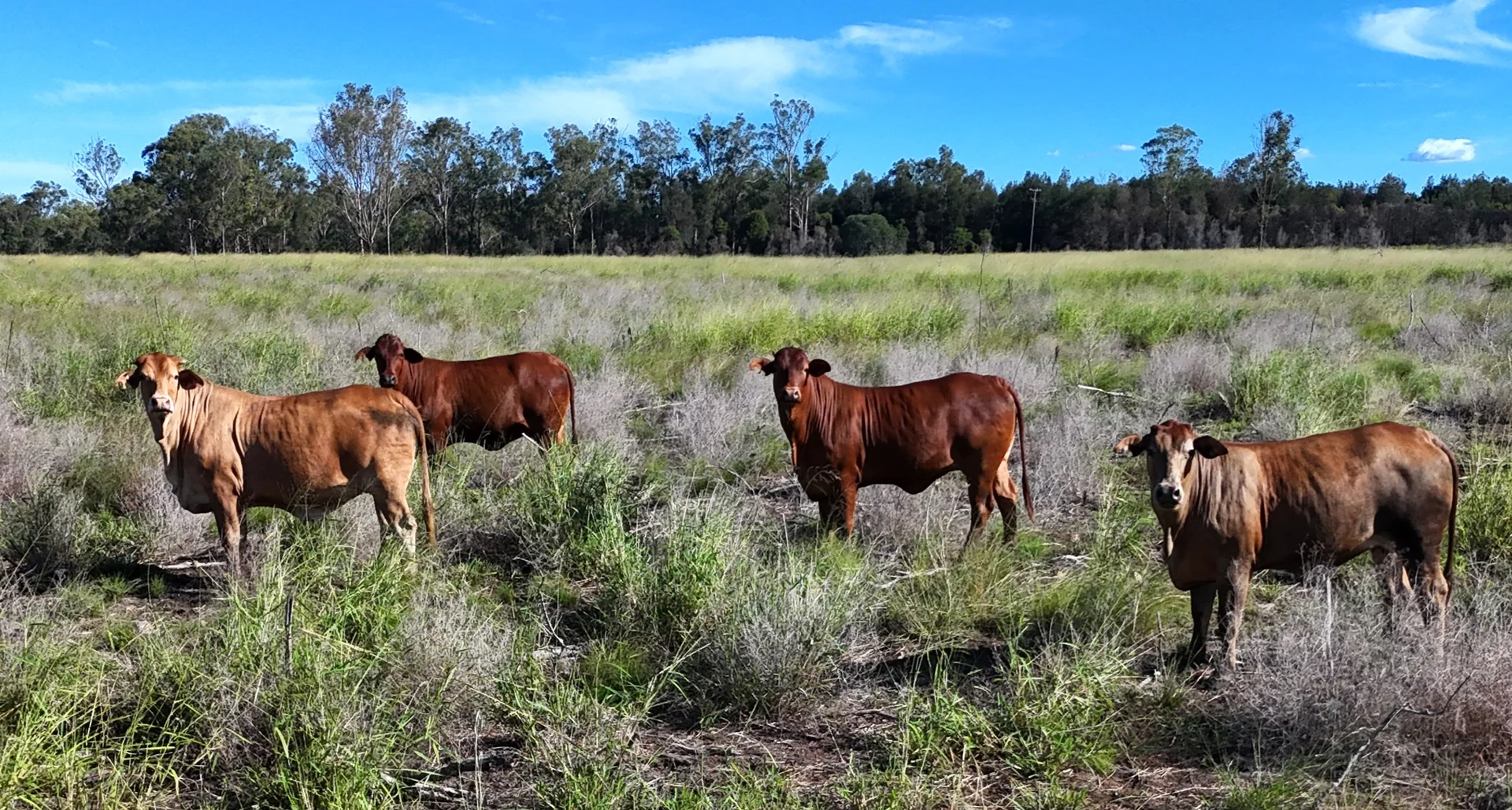 Lot 112 Wondai Proston Road - Image 3