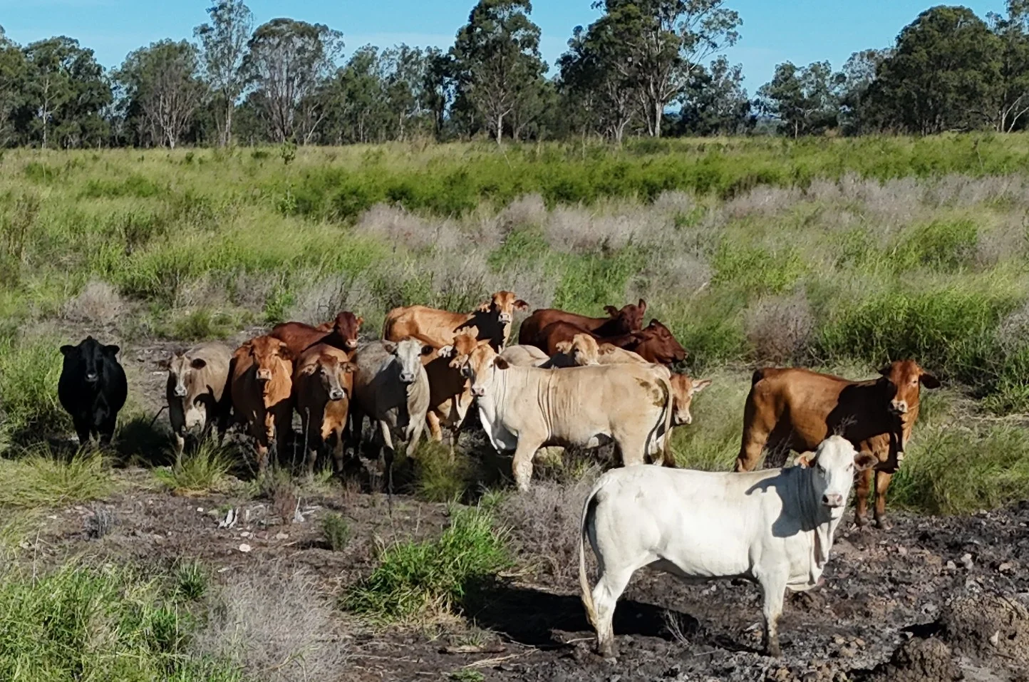Lot 112 Wondai Proston Road - Image 4