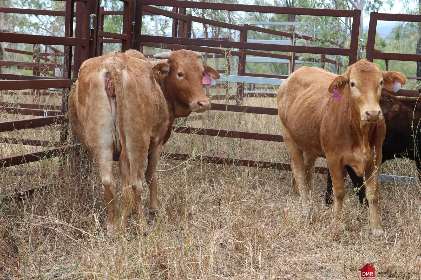 Lot 161 Little Reids Creek Road (1/3)