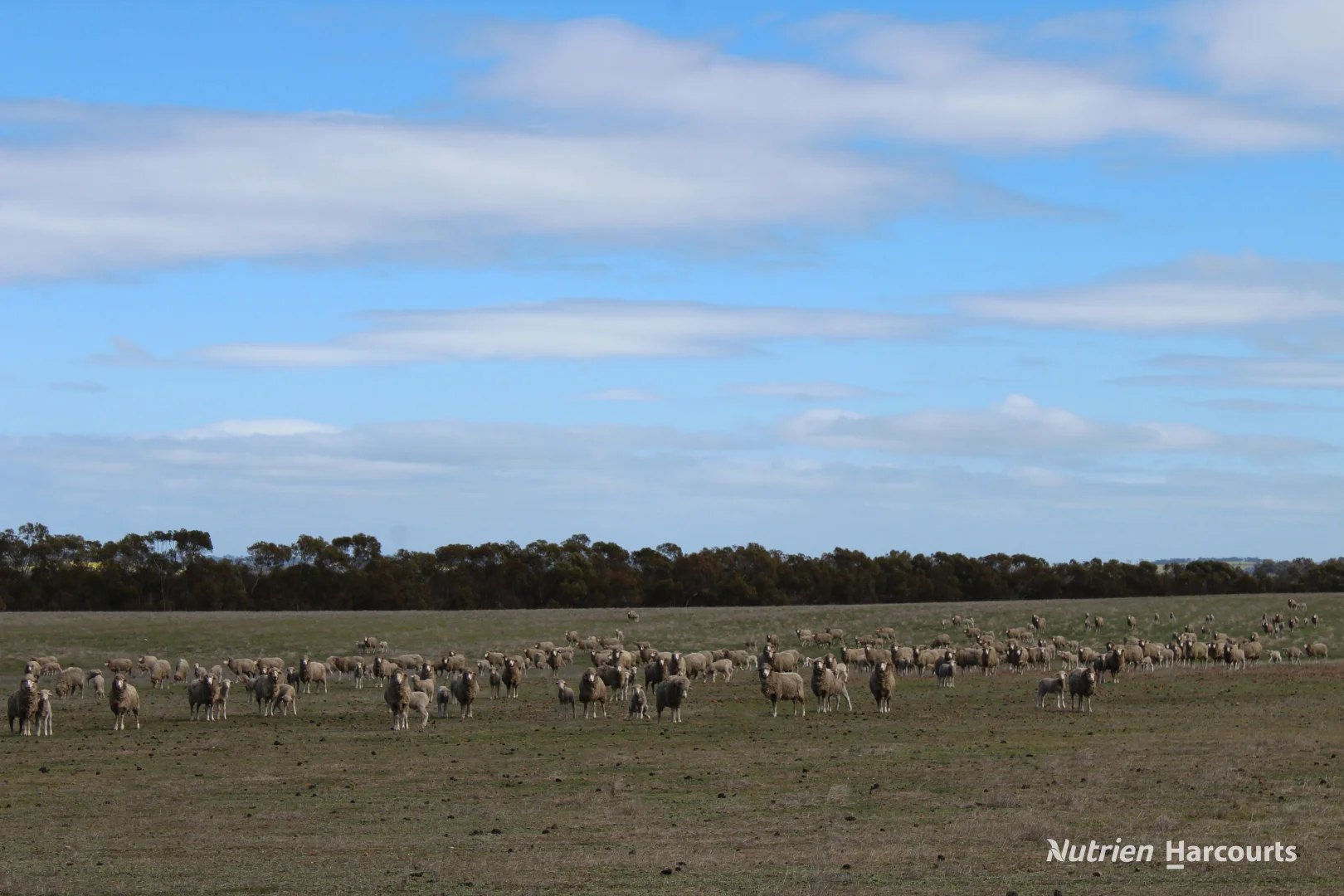 Lot 4031 Jackadine Farm - Image 2