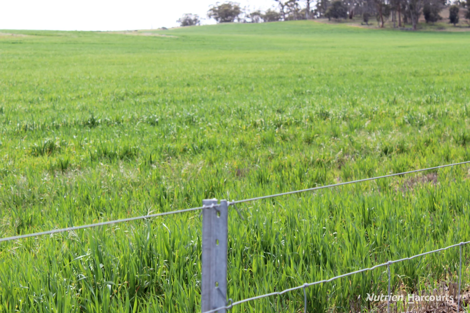 Lot 4031 Jackadine Farm - Image 4