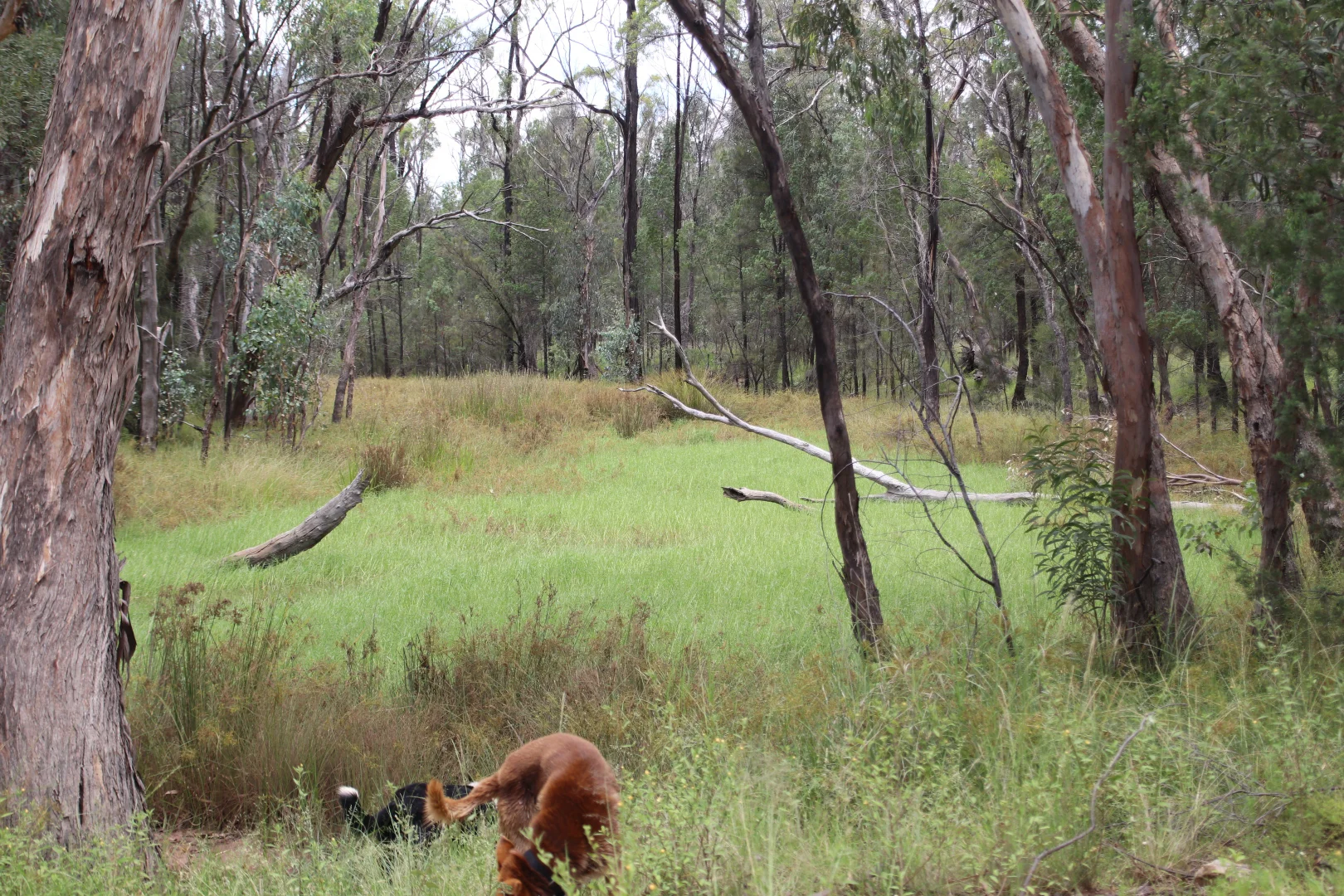 Lots 1 & N Yagaburne-Boondandilla Road - Image 3