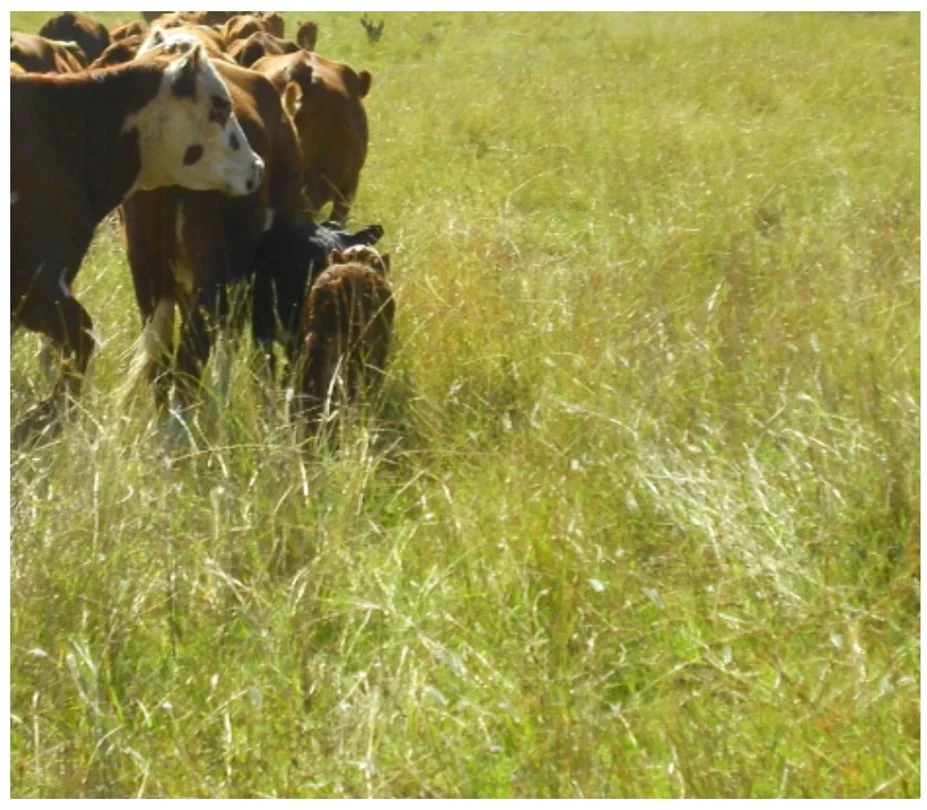 SOLD ANOTHER WANTED 3,700 ac cropping cattle sheep