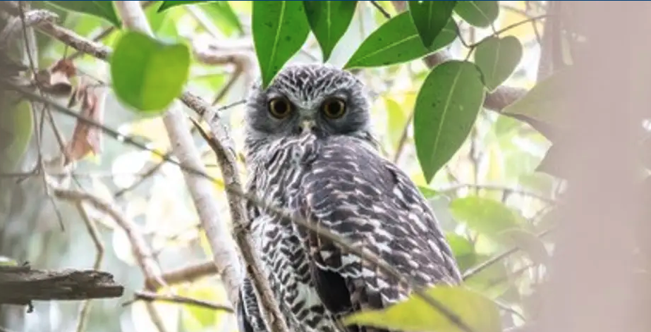 School holiday program: Birds of Norah Head - Image 2