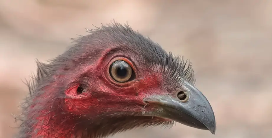 School holiday program: Birds of Norah Head - Image 3
