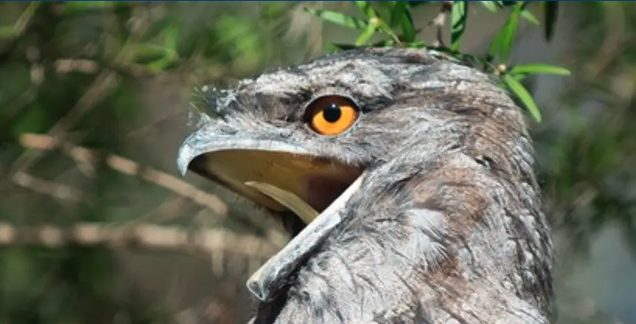 School holiday program: Birds of Norah Head - Image 1